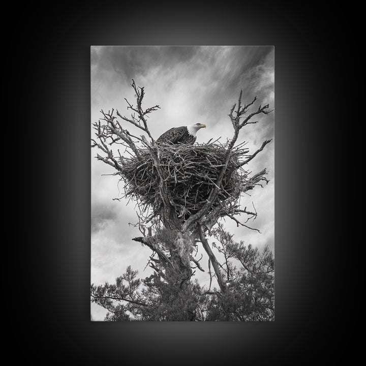 Bald Eagle, bird art, nature photography, moody art, rustic decor, patriotic wall art, black and white, framed canvas print, wildlife art