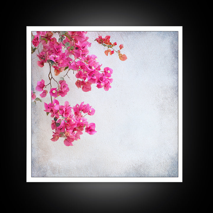 Pink Bougainvillea over White Wall Framed Canvas Print, Tropical Art, Room Decor, Living Room Decor, Fine Art, Tropic, TRO-1x1-40
