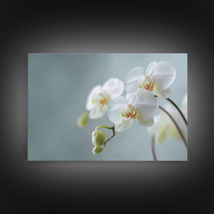 White Orchid on Light Gray Ground Canvas Print, Waiting Room Art, Digital Art Print, Waiting Room Decor, Fine Art, Calm, WRA-3x2-11