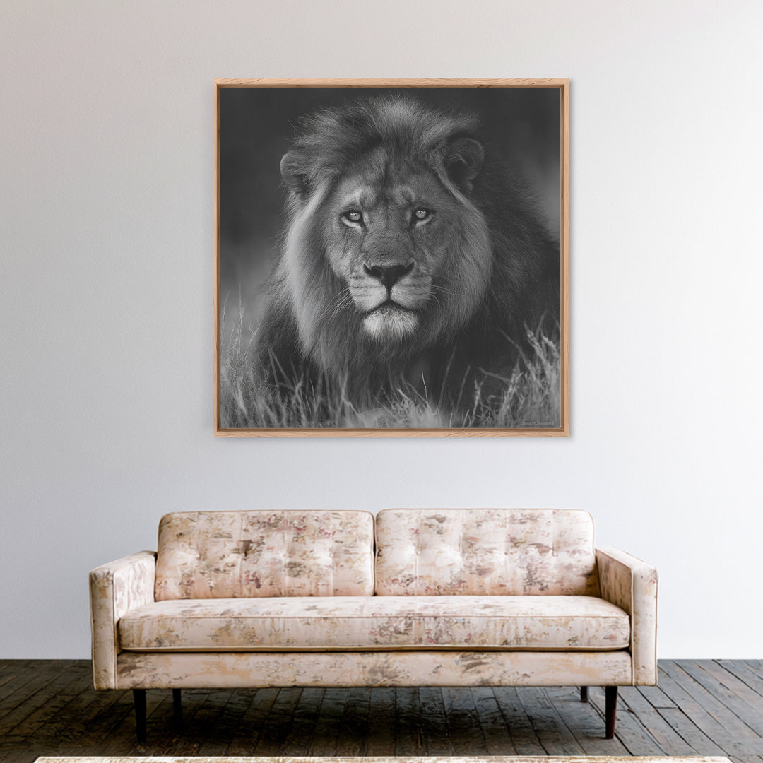 Dramatic Black and White Lion Portrait Canvas Print, Black and White Art, Contemporary Art, Living Room Decor, Monochrome, BAW-1x1-89