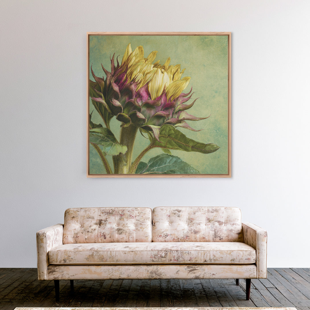 Sunflower Head Closeup Framed Canvas Print, Botanical Art, Framed Wall Art, Living Room Decor, Botanic, Boho Wall Decor, BOT-1x1-16