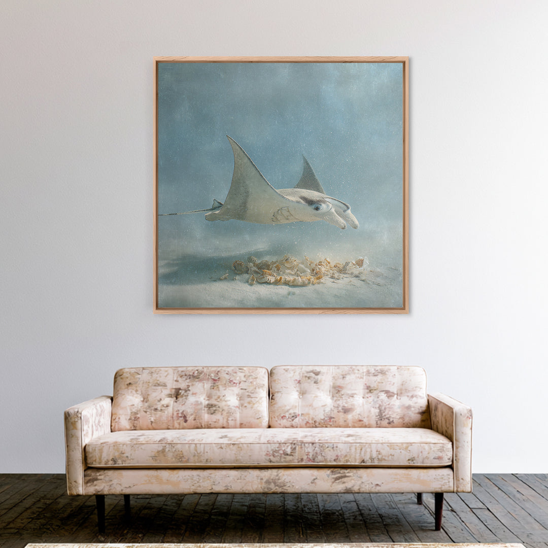 Manta Ray Flying Through Underwater Light Framed Canvas Print, Marine Life Art, Ocean Prints, Living Room Decor, Marine, MLA-1x1-38