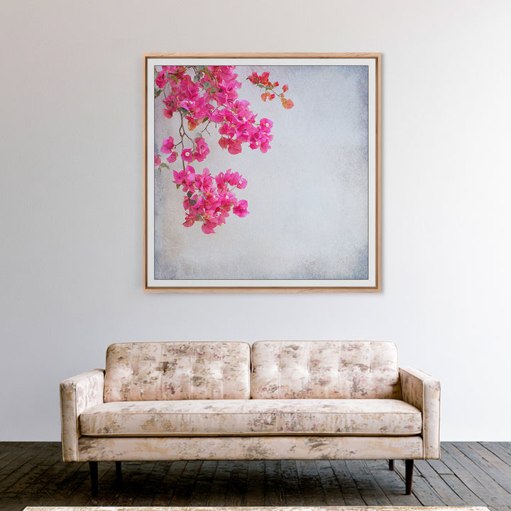 Pink Bougainvillea over White Wall Framed Canvas Print, Tropical Art, Room Decor, Living Room Decor, Fine Art, Tropic, TRO-1x1-40