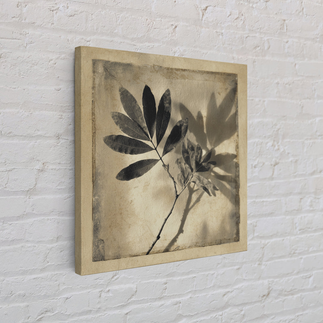Black and White Botanical Specimen Plate Canvas Print, Black and White Art, Cabin Decor, Living Room Decor, Monochrome, BAW-1x1-71