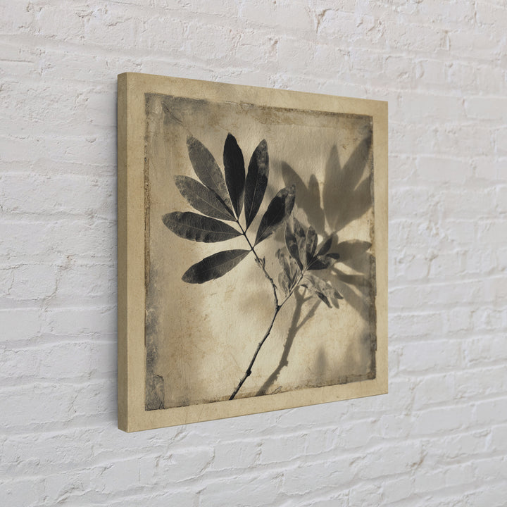 Black and White Botanical Specimen Plate Canvas Print, Black and White Art, Cabin Decor, Living Room Decor, Monochrome, BAW-1x1-71