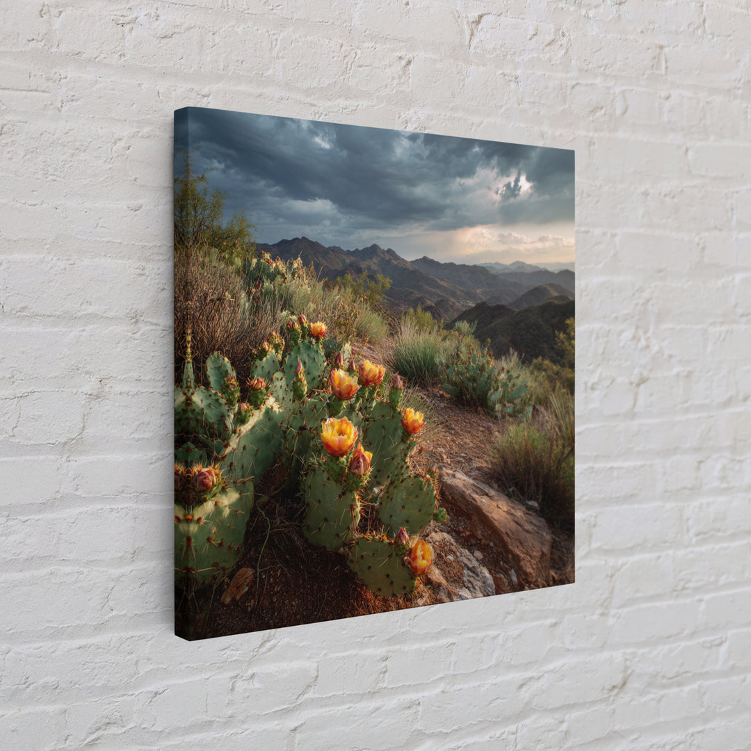 Desert Cactus Blooming After Rain Canvas Print, Nature Art, Nature Wall Art, Living Room Decor, Fine Art, Nature, NAT-1x1-92