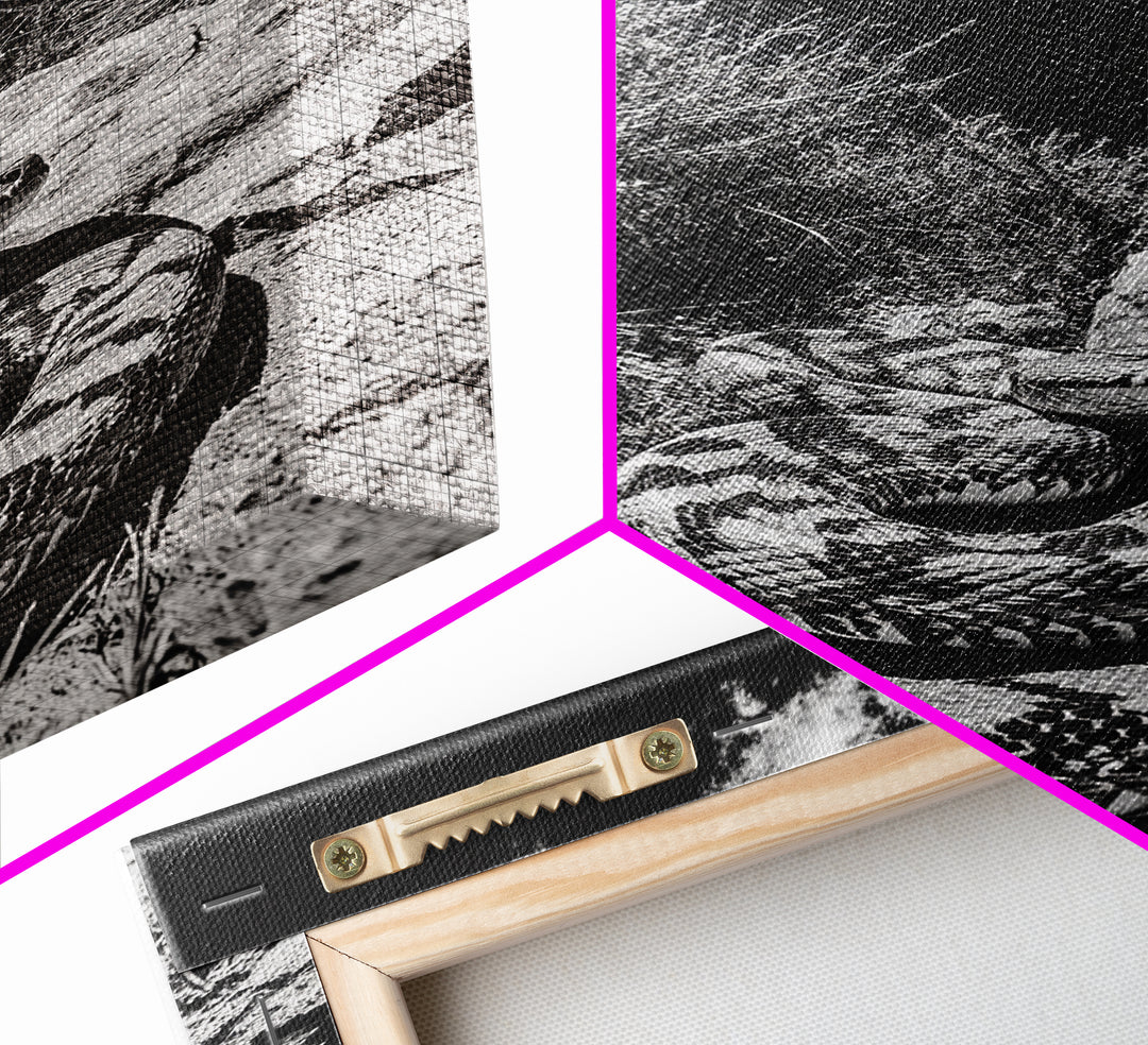 Coiled Snake, Desert Predator, Wild Reptile, Framed Canvas Print, Nature Wildlife Art, Den or Office Decor, Monochrome Animal Photography