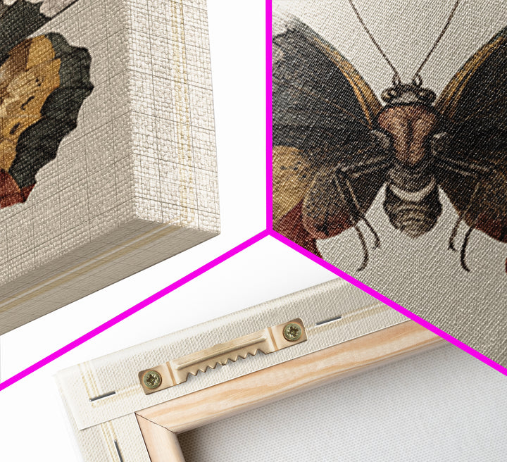 Butterfly Specimen Composition Framed Canvas Print, Animal Art, Original Art, Living Room Decor, Creature, Trendy Wall Art, ANI-1x1-47