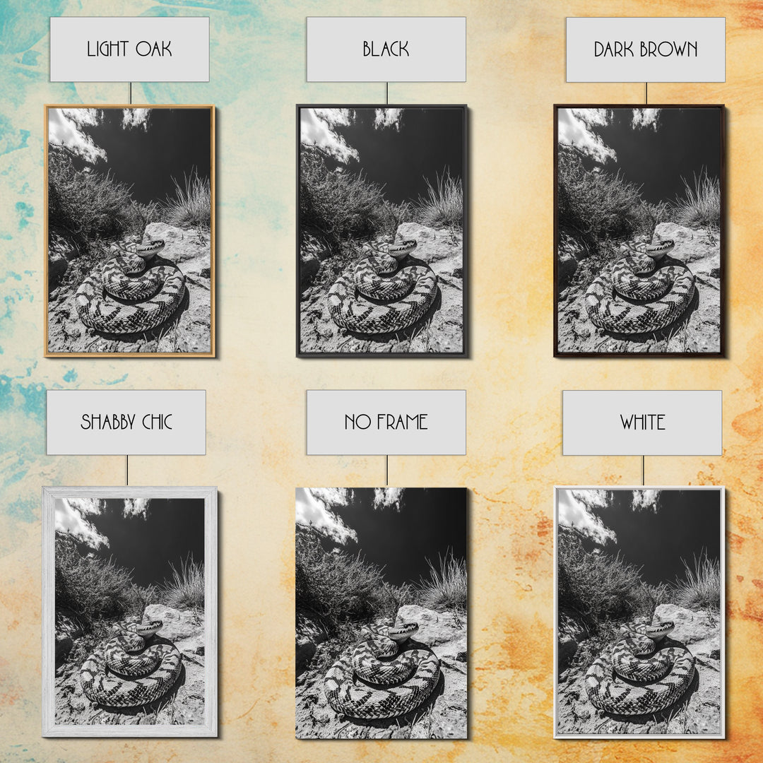 Coiled Snake, Desert Predator, Wild Reptile, Framed Canvas Print, Nature Wildlife Art, Den or Office Decor, Monochrome Animal Photography