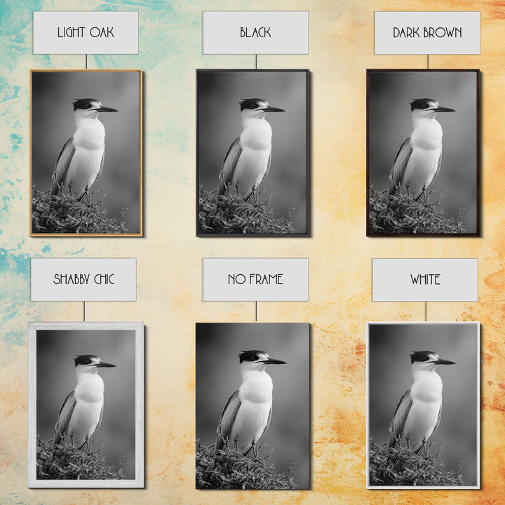 Coastal Bird Portrait, Black White Art, Nature Print, Minimalist Style, Living Room Wall Decor, Framed Canvas Print, Beach House Art