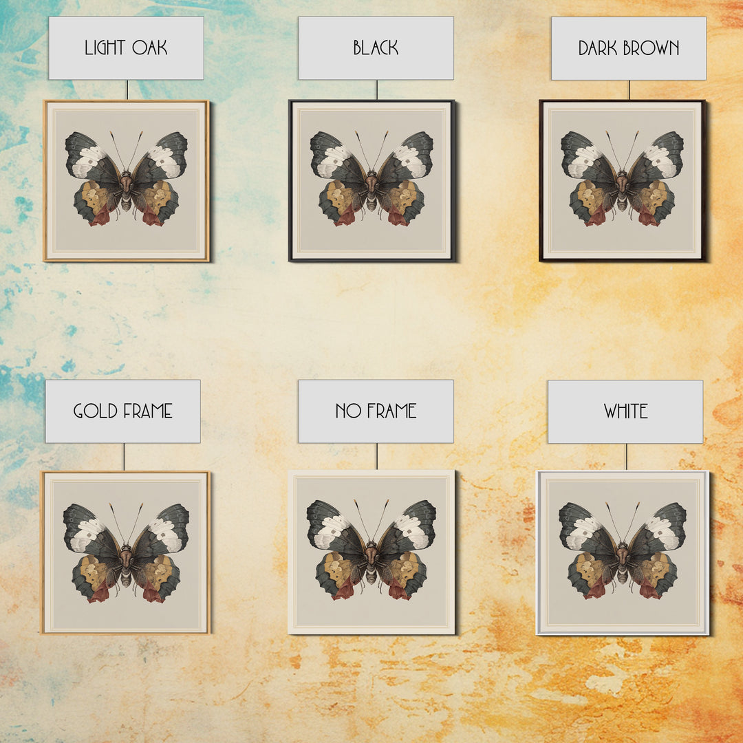 Butterfly Specimen Composition Framed Canvas Print, Animal Art, Original Art, Living Room Decor, Creature, Trendy Wall Art, ANI-1x1-47