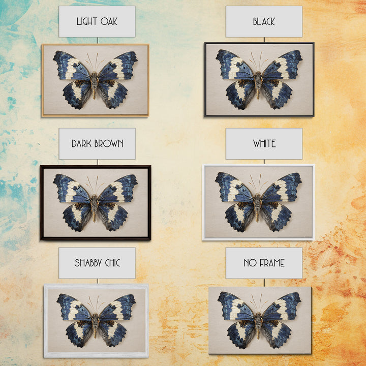 Butterfly Specimen Composition Framed Canvas Print, Animal Art, Farmhouse Decor, Living Room Decor, Fine Art, Creature, ANI-3x2-27