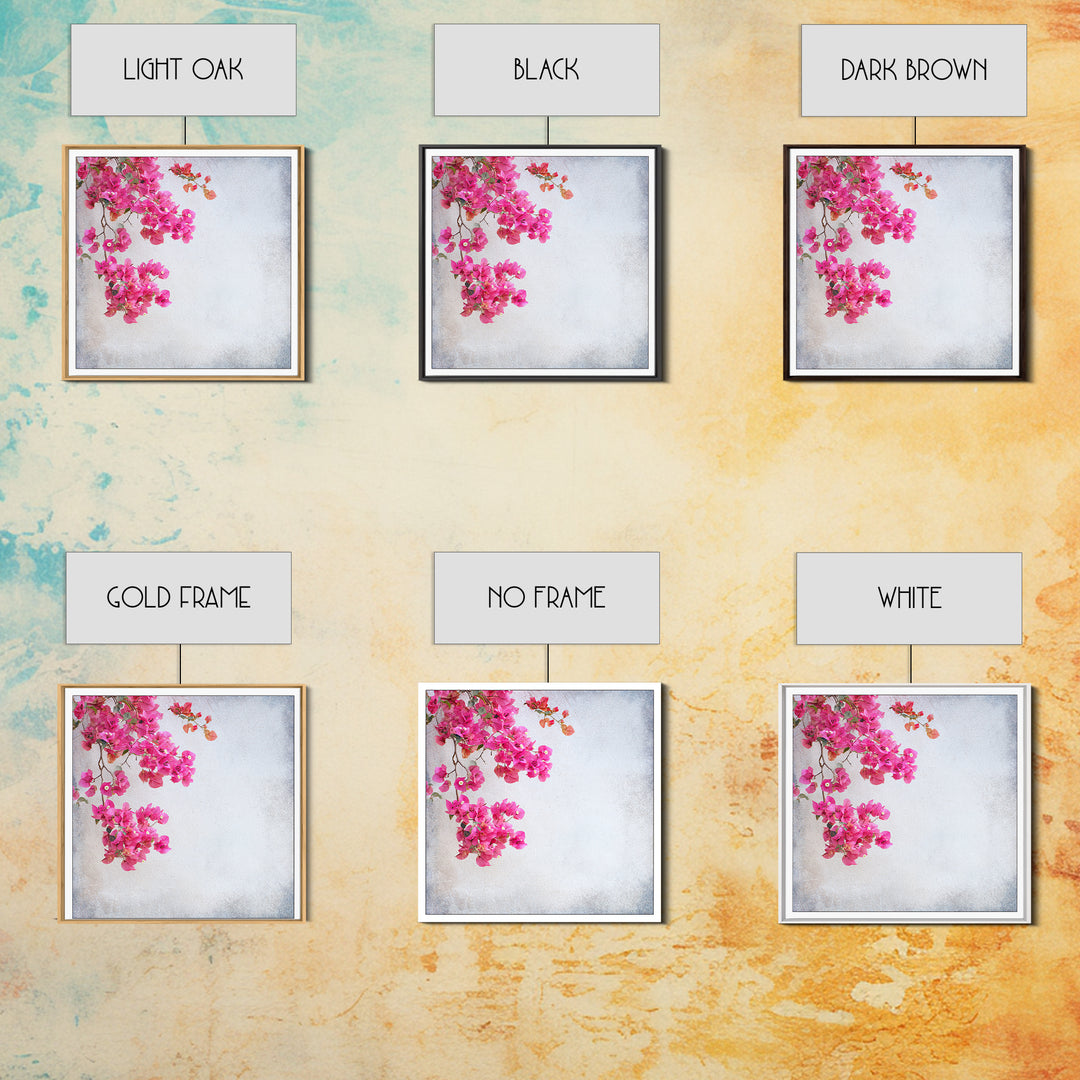 Pink Bougainvillea over White Wall Framed Canvas Print, Tropical Art, Room Decor, Living Room Decor, Fine Art, Tropic, TRO-1x1-40